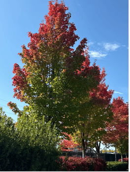 Armstrong Red Maple 