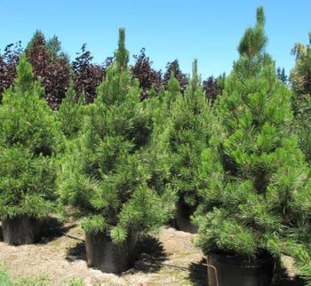 Austrian Pine Tree
