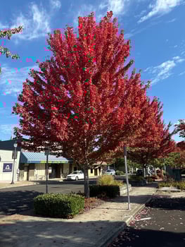 autumn blaze maple