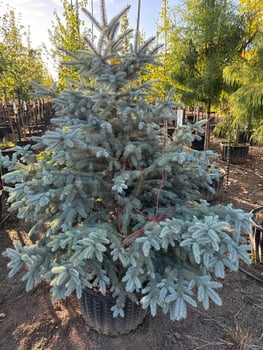 Baby Blue Eyes Colorado Spruce