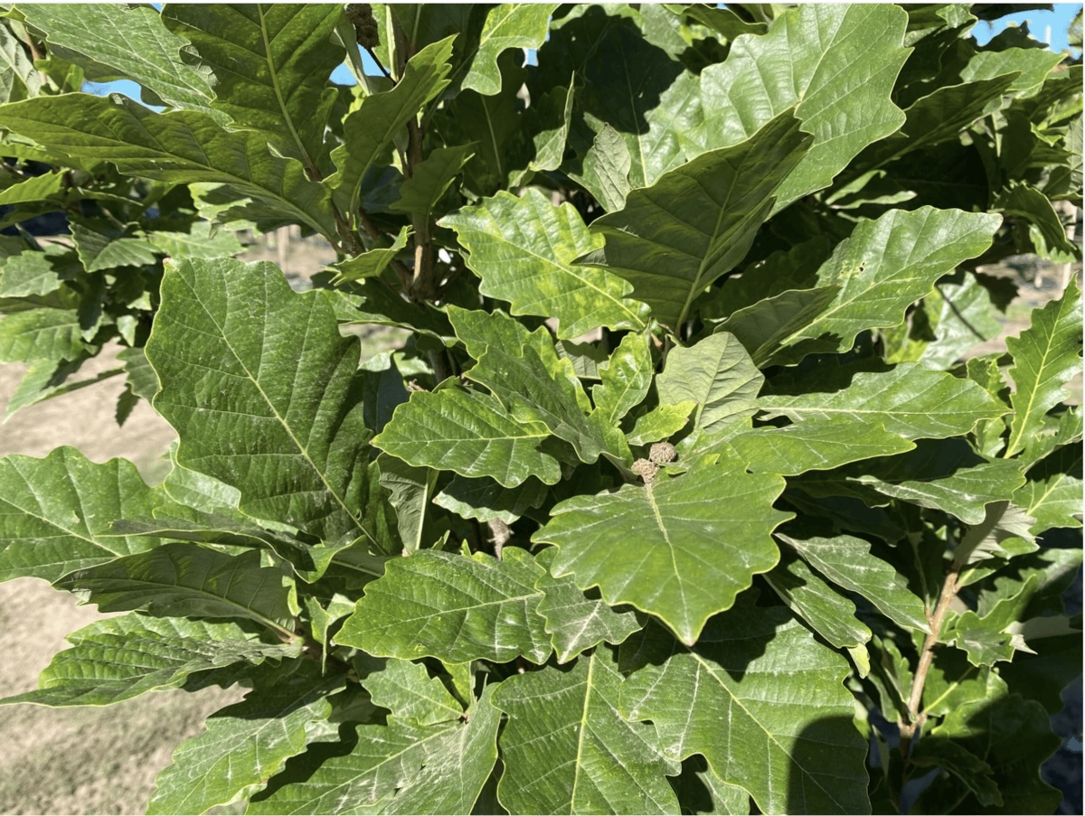 Beacon® Oak Quercus bicolor 'Bonnie and Mike'- a cultivar