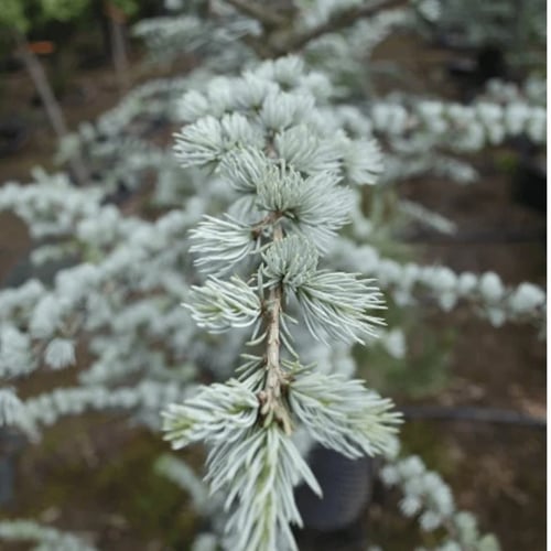 blue_atlas_cedar_IG_1080x1080