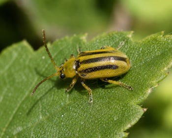 elm leaf beetle