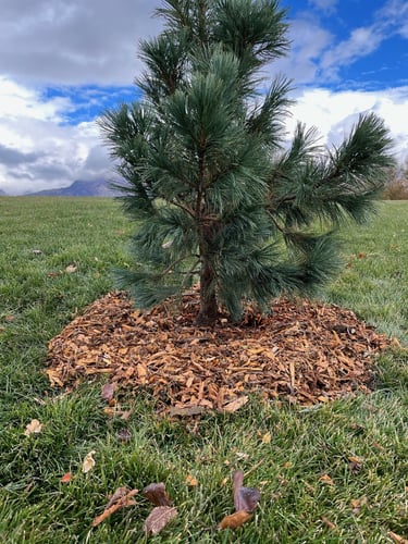 Proper mulch around an evergreen