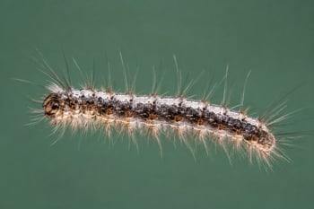 fall webworm