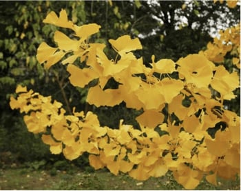 Autumn Gold Ginkgo tree