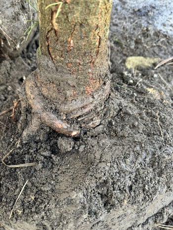 Tree with girdling roots that choke the trunk