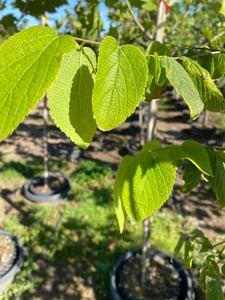 hackberry