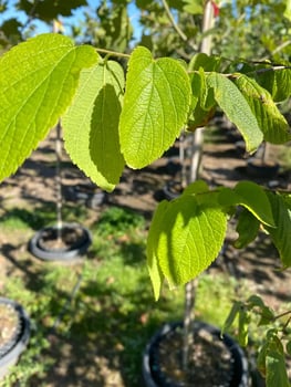 Hackberry