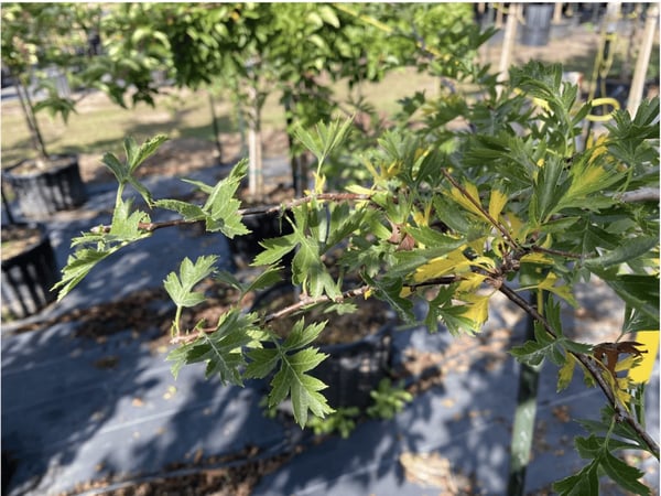 Leaves of a Russian Hawthorn