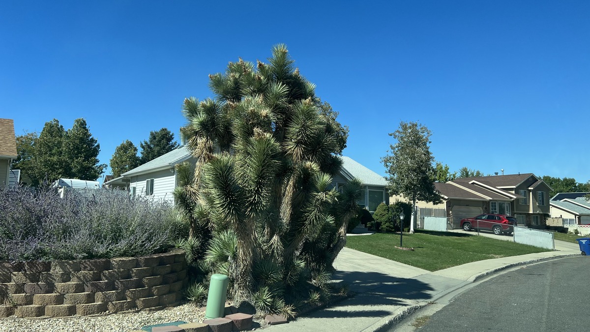 Healthy tree growing in Colorado HOA 