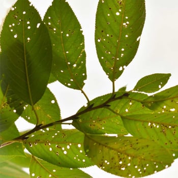 holes in leaves from shot hole fungus