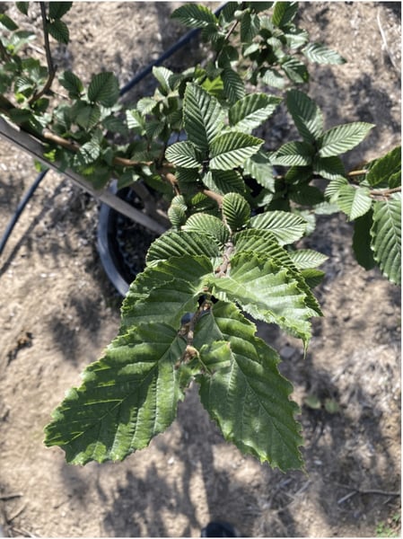hornbeam up close