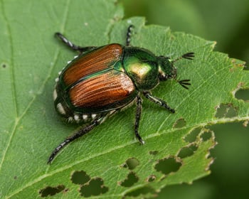 japanese beetle