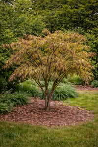 japanese maple with pseudomonas