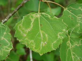 leaf miner damage