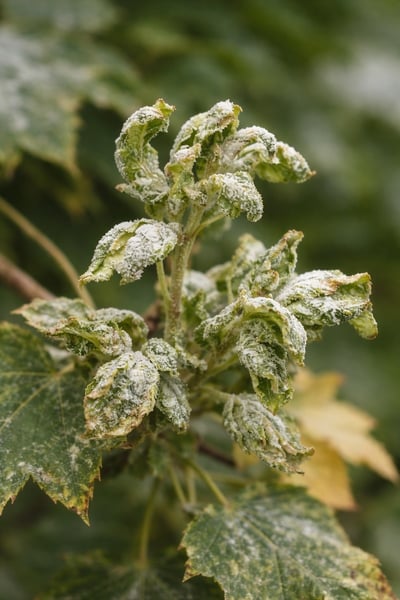 malformed leaves due to powdery mildew