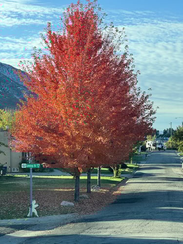 Consider mature tree size when you plant
