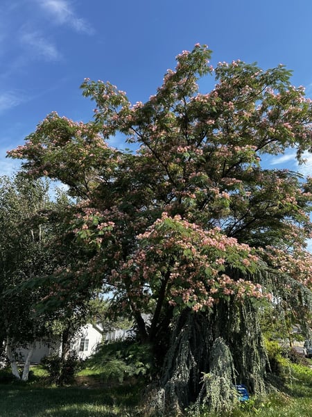 Mimosa Tree- Albizia