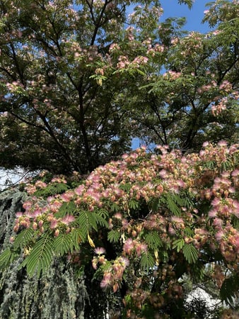 Mimosa Tree- Albizia