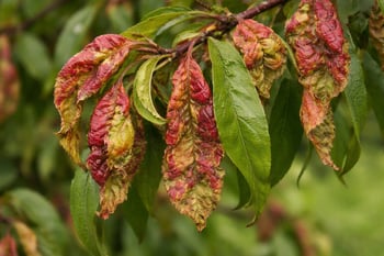 peach leaf curl tree disease