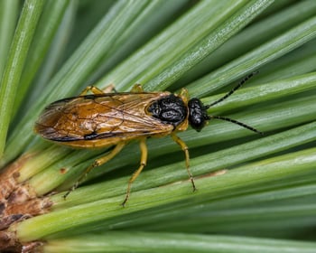 pine sawfly