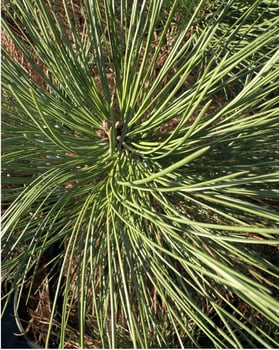 ponderosa pine