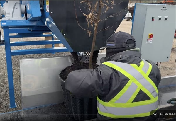 Nursery worker pots a recently transplanted bare root tree