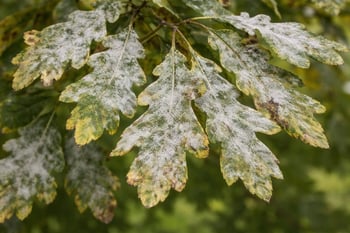 powdery mildew tree disease