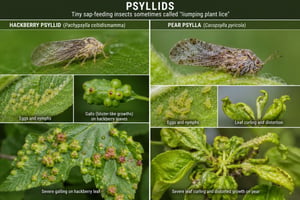 psyllids (1)