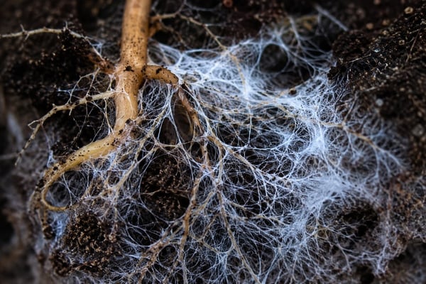 mychorrhizal fungi attached to root