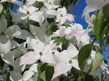 Chinese Dogwood 