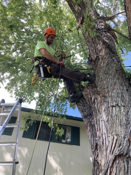 SuperTrees certified arborist inspects a tree for tree health.
