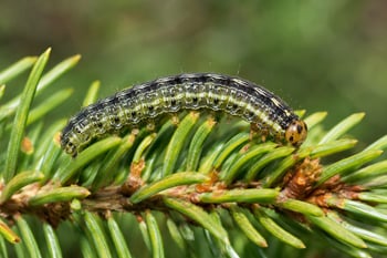 western spruce budworm