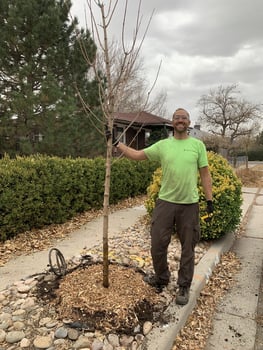 SuperTrees team planting new trees on city street