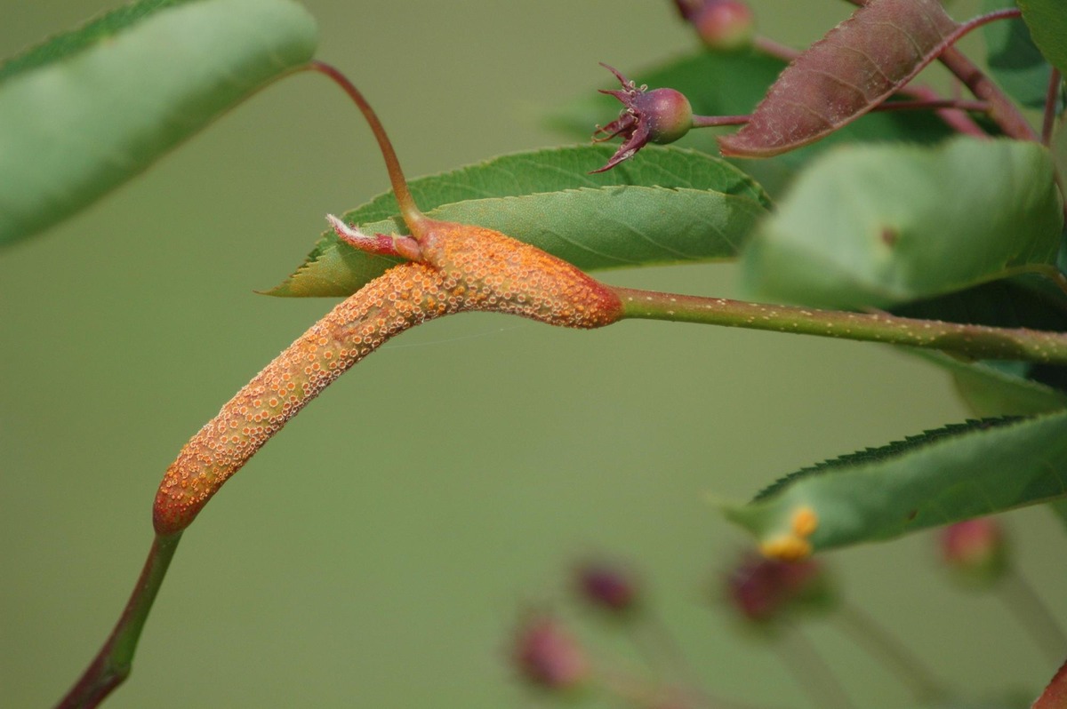 Tree Diseases: A Closer Look at Rust Fungus