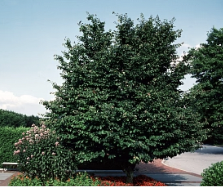 Tree Spotlight: Persian Ironwood